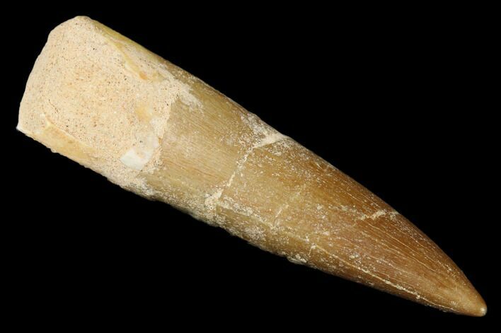 Fossil Plesiosaur (Zarafasaura) Tooth - Morocco #176902